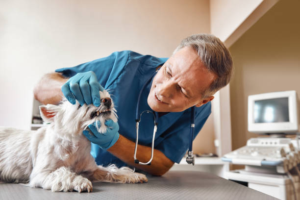 Best Mobile Emergency Dentist in Kansas City, MO